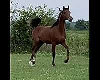 breeding-project-colt-yearling