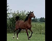ferzon-arabian-horse