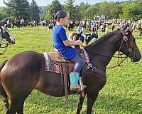 dressage-friesian-horse