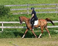 hunt-seat-equitation-arabian-horse