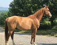 bling-arabian-horse
