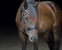 western-dressage-friesian-morgan-horse