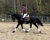 rochester-friesian-horse