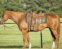 loping-horse