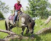 cowboy-dressage-draft-horse