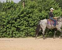 dreams-draft-horse