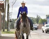 dressage-prospect-draft-horse