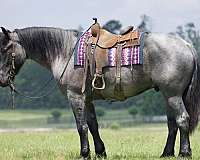 lay-down-draft-horse