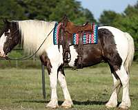 piebald-normal-paint-markings-with-roaning-in-flanks-horse