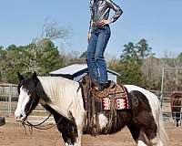 cowboy-dressage-drum-horse