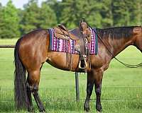natural-horsemanship-traini-mare