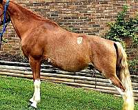sabino-roan-gelding-horse