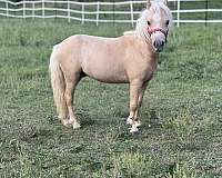 palomino-colt-for-sale