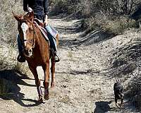 any-level-rider-thoroughbred-horse