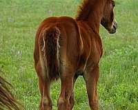 catalena-boy-horse
