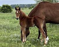 bar-mount-stallion