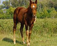 catalena-boy-quarter-horse
