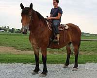 ridden-western-draft-horse