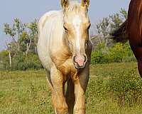 palomino-trail-class-co-horse