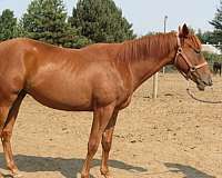 all-around-thoroughbred-horse