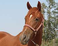 chestnut-all-around-horse