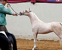 palomino-white-blaze-horse