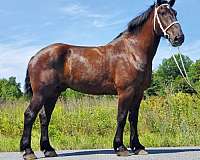 black-percheron-pony