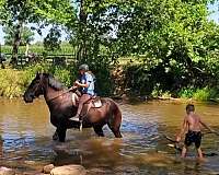 cowboy-mounted-shooting-percheron-pony