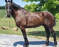 gelding-percheron-pony