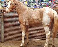 cob-welsh-pony