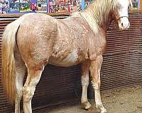 bred-welsh-pony