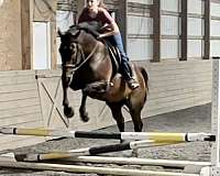 9-years-old-thoroughbred-horse