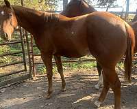 star-1-white-pastern-horse