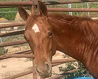 sorrel-star-1-white-pastern-horse