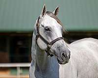 dallas-keen-thoroughbred-horse