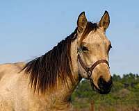 dash-stallion