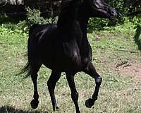 audrey-arabian-horse