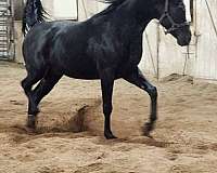 audrey-arabian-horse