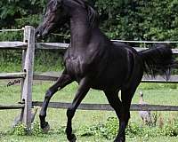 audrey-horse