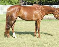 affordable-thoroughbred-horse