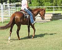 available-thoroughbred-horse