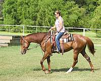 barrel-race-thoroughbred-horse