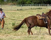 breeding-thoroughbred-horse
