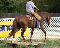 chestnut-mare-thoroughbred-horse