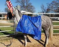 grey-gelding-quarter-pony