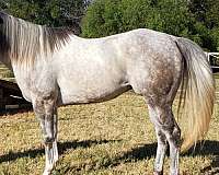ponied-quarter-pony
