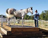 retrained-quarter-pony
