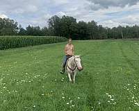 cremello-ridden-western-pony