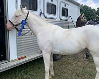 cremello-trail-riding-pony