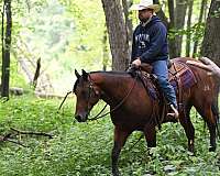 reining-quarter-pony